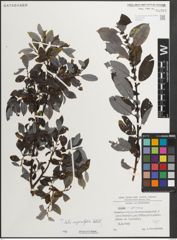 Foto von Salix myrsinifolia Salisb.